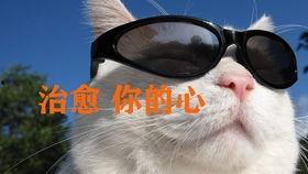 国产单身狗视频在线,揭秘当代单身生活百态 第1张 国产单身狗视频在线,揭秘当代单身生活百态 第1张