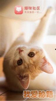 猫咪 国产 视频,萌宠魅力,国货之光 第1张 猫咪 国产 视频,萌宠魅力,国货之光 第1张